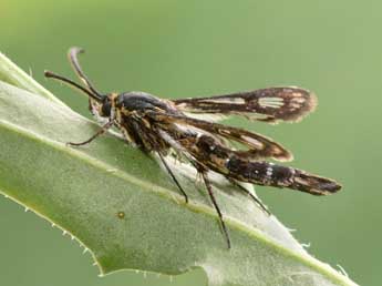 Chamaesphecia mysiniformis Bsdv. adulte - �Philippe Mothiron