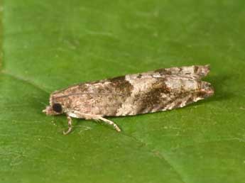 Rhopobota naevana Hb. adulte - �Philippe Mothiron