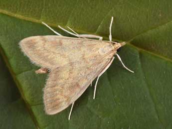 Ostrinia nubilalis Hb. adulte - �Philippe Mothiron