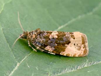 Hedya ochroleucana Fr�l. adulte - �Philippe Mothiron