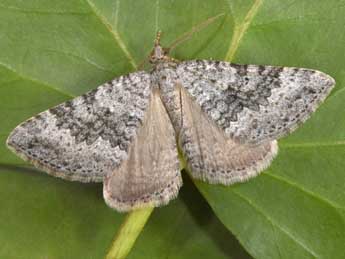 Scotopteryx octodurensis Favre adulte - �Philippe Mothiron