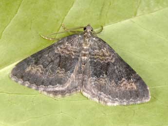 Scotopteryx octodurensis Favre adulte - �Philippe Mothiron