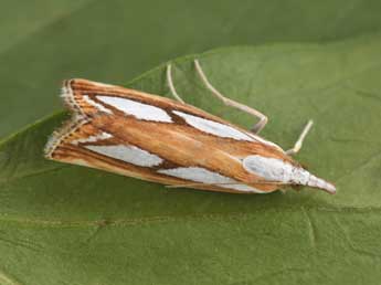 Catoptria permutatellus H.-S. adulte - �Philippe Mothiron