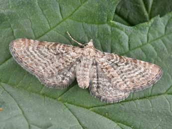 Eupithecia pernotata Gn. adulte - �Philippe Mothiron