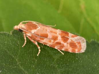 Rhyacionia pinicolana Dbld. adulte - �Philippe Mothiron