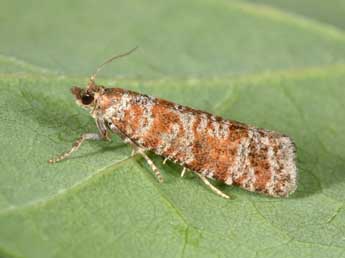 Rhyacionia pinivorana Z. adulte - �Philippe Mothiron