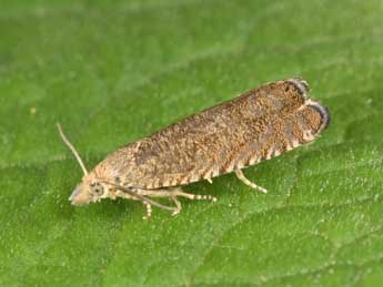 Dichrorampha plumbagana Tr. adulte - �Philippe Mothiron