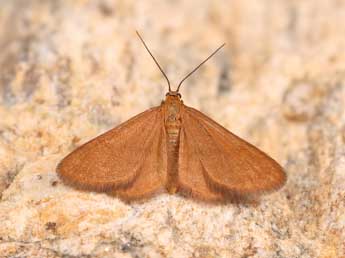 Anthometra plumularia Bsdv. adulte - �Lionel Taurand