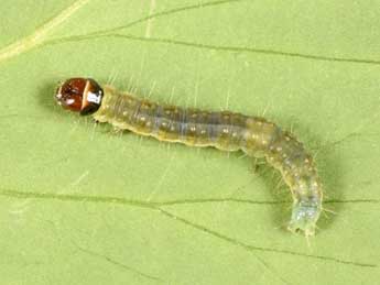  Chenille de Archips podana Scop. - �Philippe Mothiron