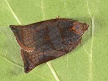 Archips podana Scop. adulte - �Philippe Mothiron