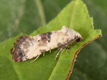 Pontoturiana posterana Z. adulte - �Philippe Mothiron