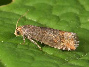 Pseudococcyx posticana Zett. adulte - �Philippe Mothiron