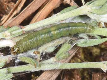  Chenille de Cacoecimorpha pronubana Hb. - �Philippe Mothiron