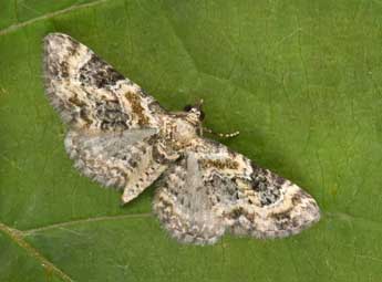 Eupithecia pulchellata Stph. adulte - �Philippe Mothiron