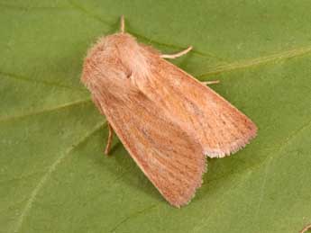 Denticucullus pygmina Hw. adulte - �Philippe Mothiron