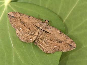 Horisme radicaria Lah. adulte - �Philippe Mothiron