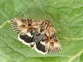 Actinotia radiosa Esp. adulte - �Philippe Mothiron