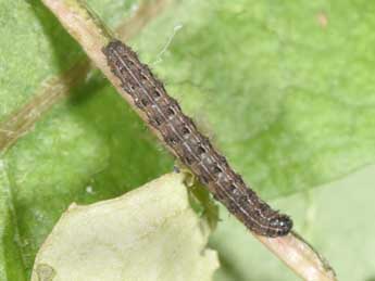  Chenille de Chersotis rectangula D. & S. - �Philippe Mothiron