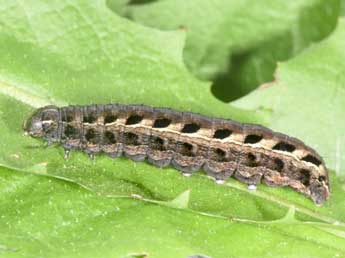  Chenille de Chersotis rectangula D. & S. - �Philippe Mothiron