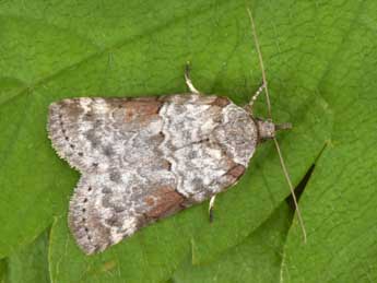 Nycteola revayana Scop. adulte - �Philippe Mothiron