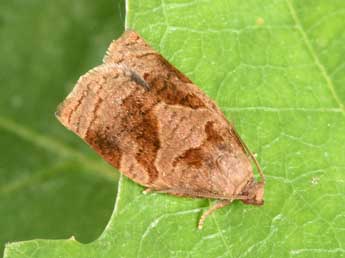 Archips rosana L. adulte - �Philippe Mothiron