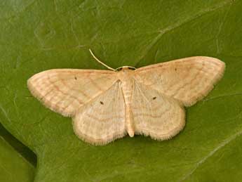 Idaea rufaria Hb. adulte - �Philippe Mothiron