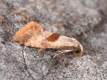 Falseuncaria ruficiliana Hw. adulte - �Philippe Mothiron