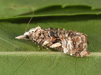 Phtheochroa rugosana Hb. adulte - �Philippe Mothiron