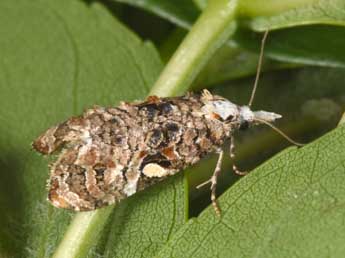 Phtheochroa rugosana Hb. adulte - �Philippe Mothiron