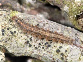  Chenille de Pseudokatha rungsi Toulgo�t - �Philippe Mothiron