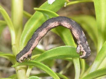 Chenille de Xanthorhoe sardisjuncta Hausm. - �Philippe Mothiron
