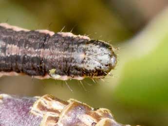  Chenille de Xanthorhoe sardisjuncta Hausm. - �Philippe Mothiron