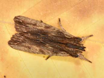 Lithophane semibrunnea Hw. adulte - �Philippe Mothiron