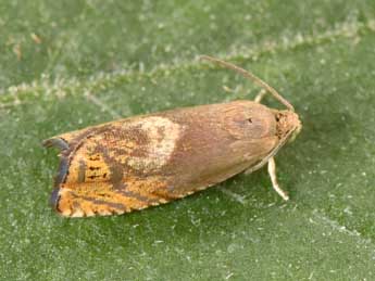 Cydia semicinctana Kennel adulte - �Philippe Mothiron