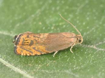 Cydia semicinctana Kennel adulte - �Philippe Mothiron