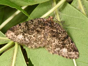 Parectropis similaria Hfn. adulte - �Philippe Mothiron