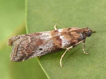 Acrobasis sodalella Z. adulte - �Philippe Mothiron