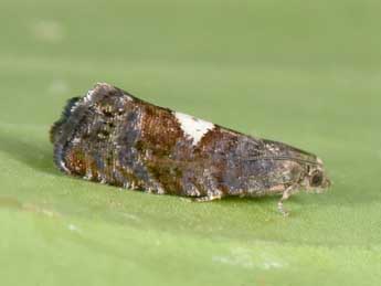 Pammene spiniana Dup. adulte - �Philippe Mothiron