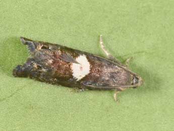 Pammene spiniana Dup. adulte - �Philippe Mothiron