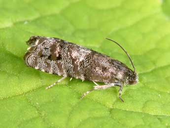 Pammene splendidulana Gn. adulte - �Philippe Mothiron