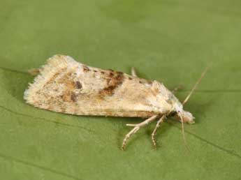 Cochylimorpha straminea Hw. adulte - �Philippe Mothiron