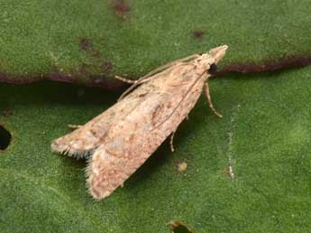 Acroclita subsequana H.-S. adulte - �Philippe Mothiron