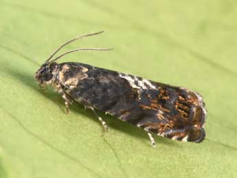 Pammene suspectana Lienig adulte - �Philippe Mothiron