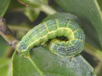  Chenille de Triphosa tauteli Lrt - �Philippe Mothiron