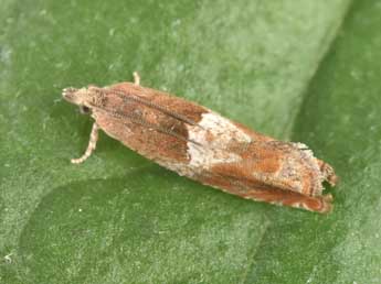 Epinotia tenerana D. & S. adulte - �Philippe Mothiron
