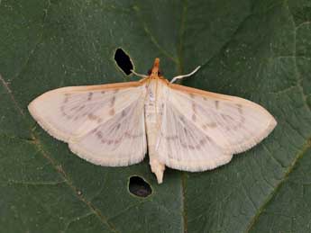 Hodebertia testalis F. adulte - �Lionel Taurand