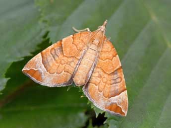 Eulithis testata L. adulte - �Philippe Mothiron