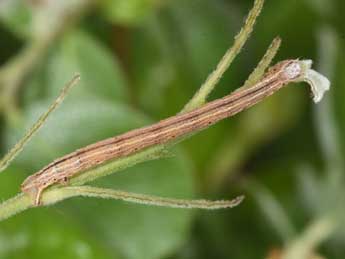  Chenille de Eulithis testata L. - �Philippe Mothiron