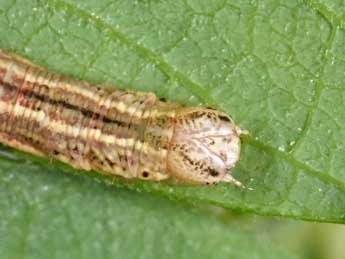 Chenille de Eulithis testata L. - �Philippe Mothiron