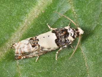 Epinotia thapsiana Z. adulte - �Philippe Mothiron